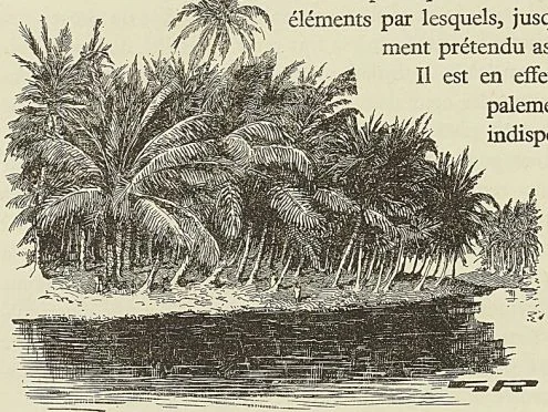 COCOTIERS A LA MARTINIQUE
