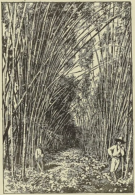 LAVANDIÈRES DE SAINT-DOMINGUE, gravure de Ponce