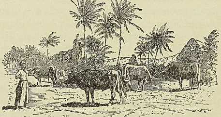 BŒUFS A L’ABREUVOIR, MARTINIQUE, cul-de-lampe