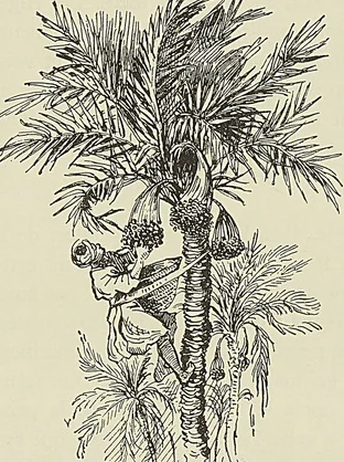 Illustration de l'ouvrage, page 511