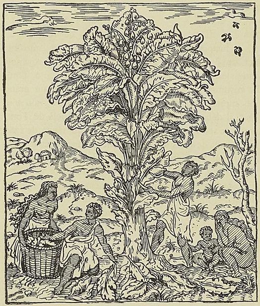 NÈGRES DU SÉNÉGA CUEILLANT LES FRUITS DU ACHANACA pauvre aujourd’hui, (D’après Thevet, Cosmographie universelle) (1575). paraît avoir été dans ces