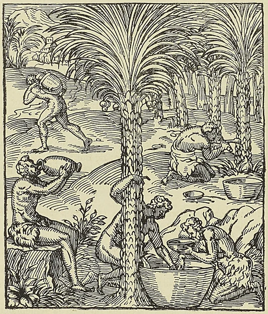RÉCOLTE DU JUS DE PALMIER, d’après Thevet : Cosmographie universelle (1575)