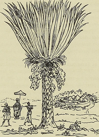 BANANIER, d’après : Description du Congo du R. P. Labat (1732)