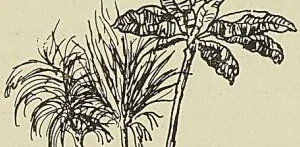 CASE DES NATURELS DU SÉNÉGAL, d’après une gravure de Cochin