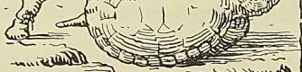Illustration de l'ouvrage, page 32