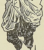 Illustration de l'ouvrage, page 135
