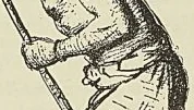 PIROGUIER ONDOUMBO, dessin d’après nature de Laethier