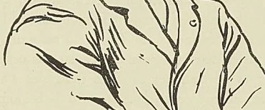 Illustration de l'ouvrage, page 486