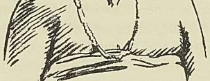 Illustration de l'ouvrage, page 487