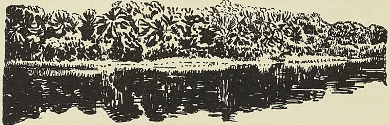PALMERAIE SUR LA LIKOVALA, d’après un dessin de Boudier