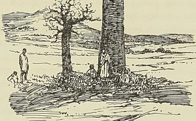 « BONTONA » (ARBRE-BOUTEILLE) CHEZ LES BARA MANANBIA