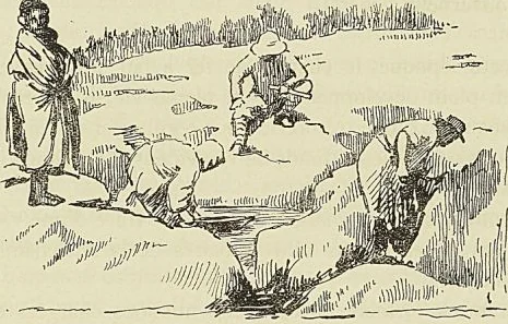 Illustration de l'ouvrage, page 254