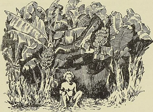 FIDJI, PLANTATION DE BANANES. Verschuur : Voyage aux iles Fidji