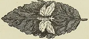 Gravure de l’ouvrage