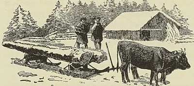 TRANSPORT DU BOIS PAR TRAÎNEAU ATTELÉ DE BOUFS