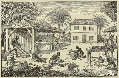 LE MANIOC
