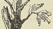 Gravure de l’ouvrage