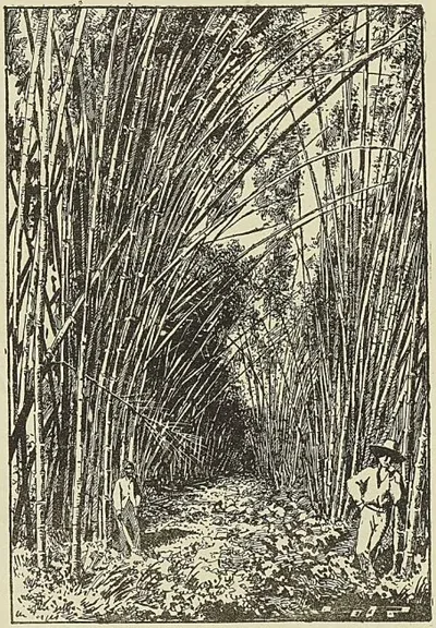 LAVANDIÈRES DE SAINT-DOMINGUE, gravure de Ponce