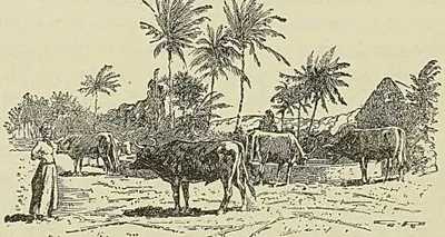BŒUFS A L’ABREUVOIR, MARTINIQUE, cul-de-lampe