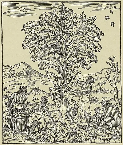 NÈGRES DU SÉNÉGA CUEILLANT LES FRUITS DU ACHANACA pauvre aujourd’hui, (D’après Thevet…