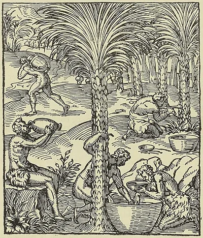RÉCOLTE DU JUS DE PALMIER, d’après Thevet : Cosmographie universelle (1575)