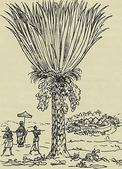 BANANIER, d’après : Description du Congo du R. P. Labat (1732)
