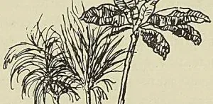 CASE DES NATURELS DU SÉNÉGAL, d’après une gravure de Cochin