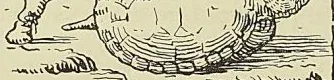 Gravure de l’ouvrage