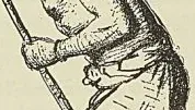 PIROGUIER ONDOUMBO, dessin d’après nature de Laethier