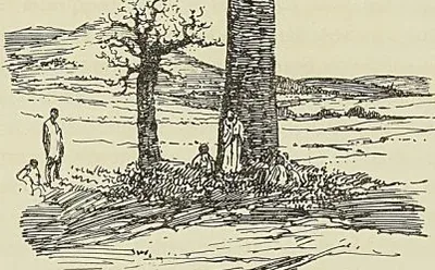 BONTONA  (ARBRE-BOUTEILLE) CHEZ LES BARA MANANBIA