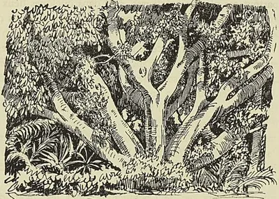 LE FICUS DE POIVRE AU RÉDUIT
