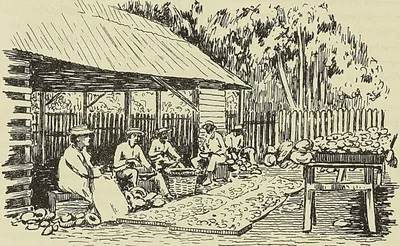 TAHITI. SÉCHAGE DU COPRAH