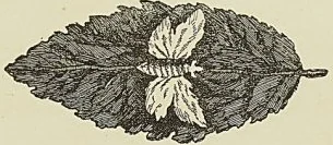 Gravure sans légende, page 95