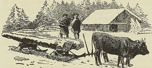 TRANSPORT DU BOIS PAR TRAÎNEAU ATTELÉ DE BOUFS