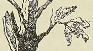 Gravure sans légende, page 488