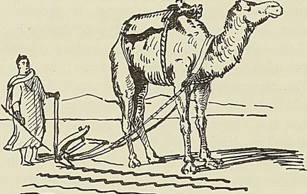 LABOUREUR INDIGÈNE