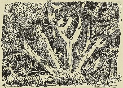 LE FICUS DE POIVRE AU RÉDUIT