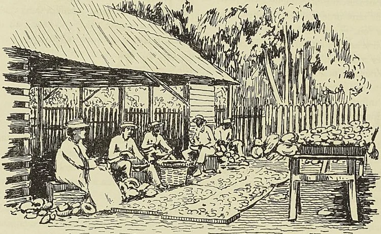 TAHITI. SÉCHAGE DU COPRAH