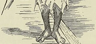 Gravure sans légende, page 482